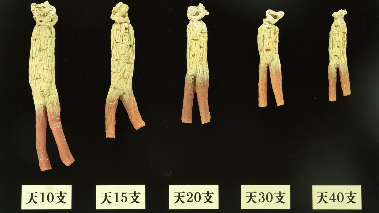 Kích thước củ hồng sâm